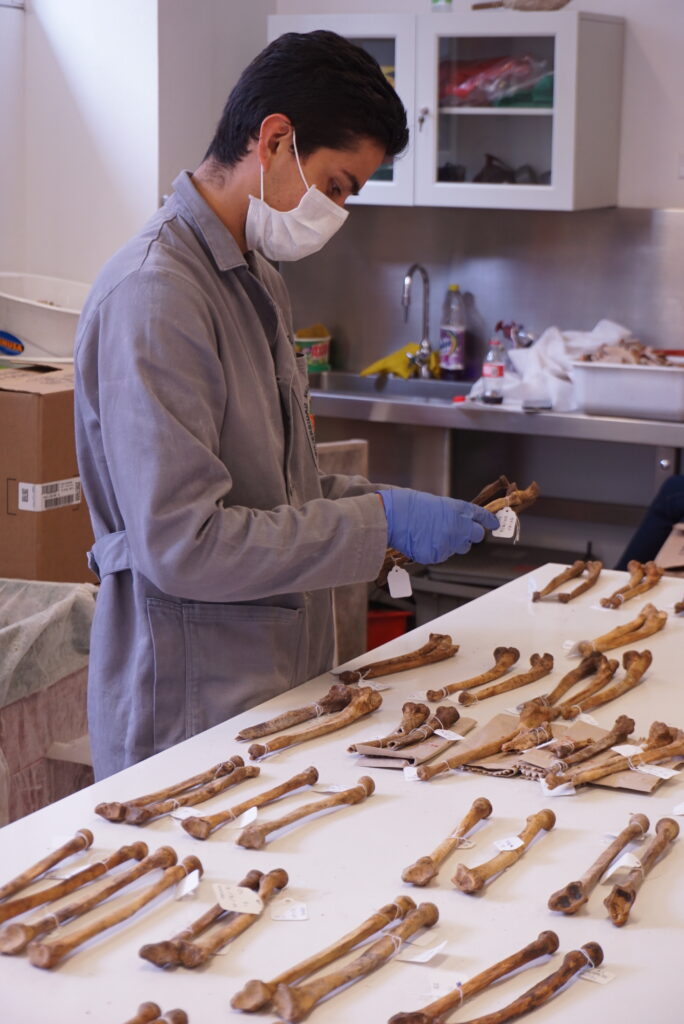 Diego Ruíz is analyzing radius bones recovered from the ossuary at San Ignacio