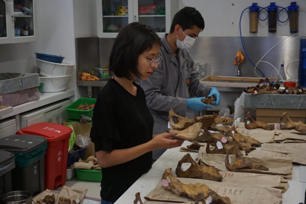 Diego Ruíz and Sthefany Vélez analyzing bones from the ossuary at San Ignacio