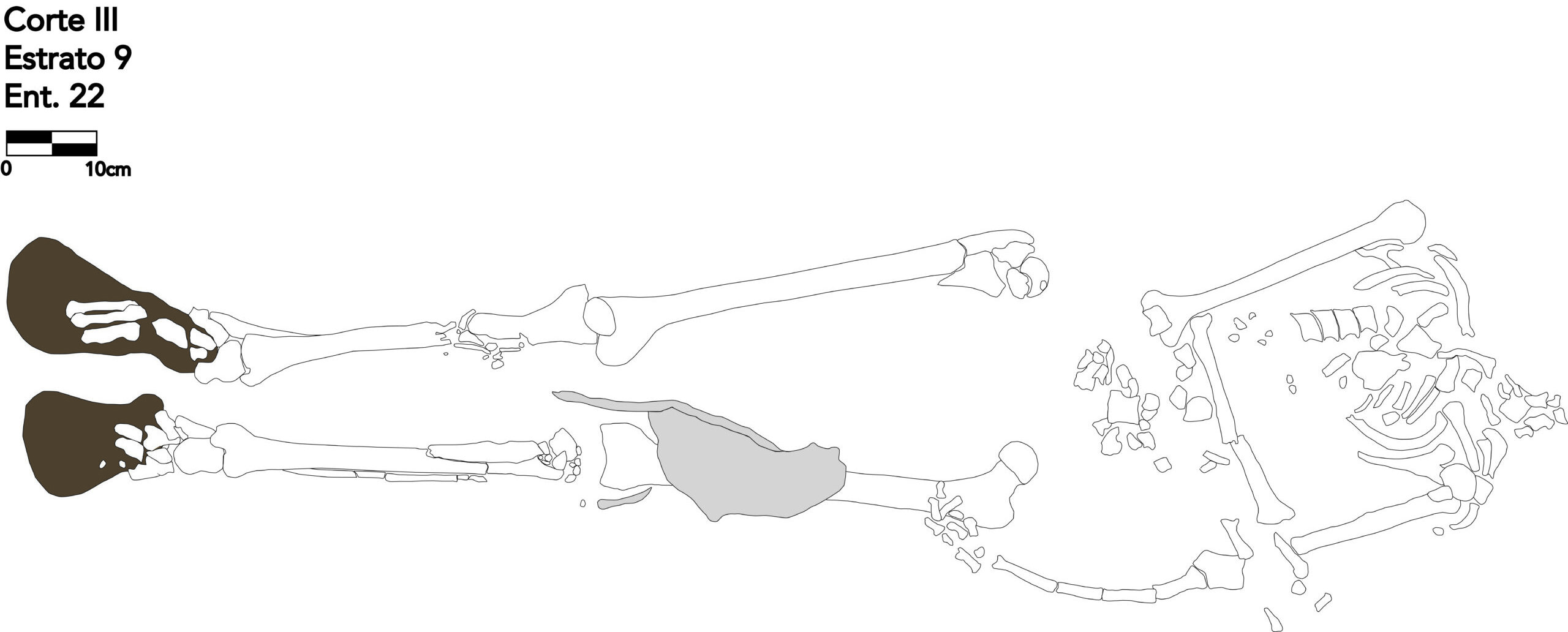 Line drawing of Burial 22 from the Presbytery in San Ignacio